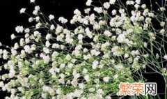 怎么给干花满天星上色 干花满天星霞花是上色的花吗