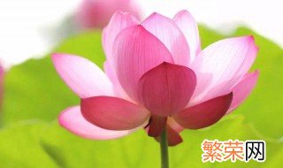 什么花做微信头像最好 那些花做微信头像最好