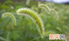 狗尾巴草花语是什么 关于狗尾巴草花语介绍