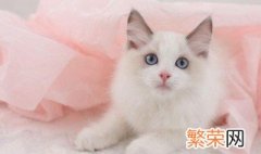 养猫会带来什么运气 养猫有什么说法