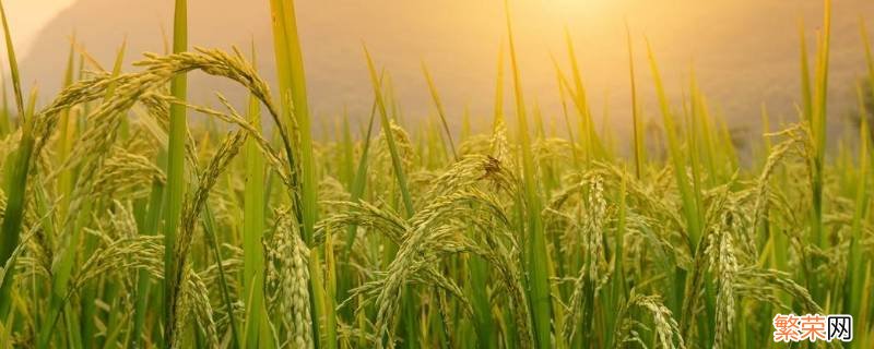 我国的粮食种植以什么为主 我国的粮食种植以什么为主A春粮B夏粮C秋粮D冬粮