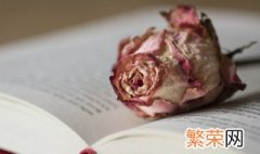 枯萎的玫瑰花代表什么 枯萎的玫瑰花象征着什么