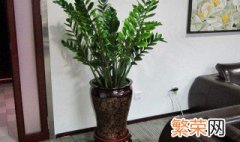 家里种什么花招财 3种助于家里招财的植物