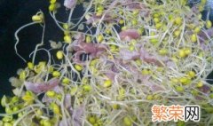 栽培豆芽方法 栽培豆芽方法介绍