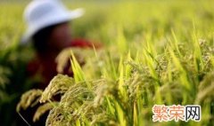 培育水稻的方法 水稻是怎么种植的