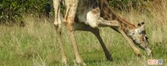 为什么长颈鹿吃草 长颈鹿吃草什么意思