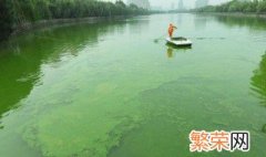 湖里的蓝藻怎么处理 可以选择怎么除藻