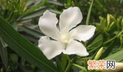 白花是什么意思 白花意思是什么