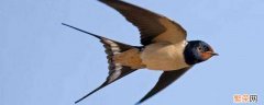 燕子翅膀有多长 燕子有几个翅膀