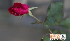 玫瑰花的茎可以种成花吗 只有茎的玫瑰花怎么养