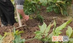 人参除草方法 人参除草方法是什么