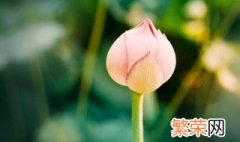 莲花花苞怎么处理 有什么养的技巧