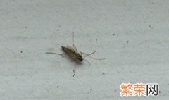 灯亮招虫怎么处理 要怎么才可以驱赶蚊虫