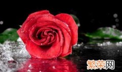 带刺的玫瑰什么意思 带刺的玫瑰的含义