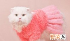 怎样给小猫宝宝做裙子 小猫宝宝裙子的做法