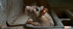 如何消灭家里的老鼠,用粘鼠胶都没有用 如何消灭家里的老鼠