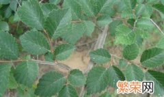 榆树籽种植方法 有什么种植的小技巧