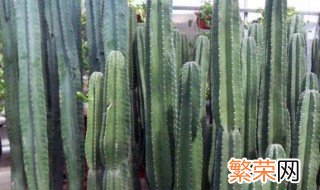 仙人丛种植方法 种植的妙招介绍