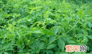 绞股蓝北方可以人工种植吗 绞股蓝怎么种植技术