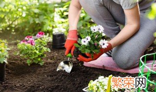 沙漠玫瑰的种子繁殖方法图 沙漠玫瑰种子种植方法