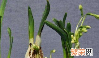 水仙球茎保存方法 保存茎的步骤介绍