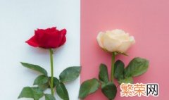 种植玫瑰花的方法是什么 玫瑰花的栽种方法
