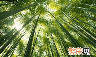 楠竹北方可以种植吗 楠木在北方可以种植吗?