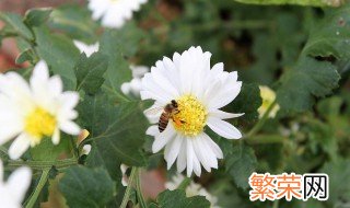 野花的保存方法 野菊花的保存方法有哪些