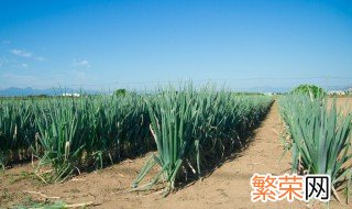 葱的种植技巧和方法 记住这几点轻松种植高产大葱