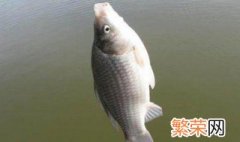 钓鲢鳙钓浮技巧 手竿浮钓鲢鳙的6大技巧