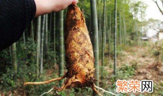 挖冬笋怎么找冬笋 冬笋如何采挖