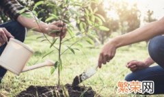 刚种的白掌叶子枯萎了该怎么办 白掌花叶子逐渐枯萎怎么办如图