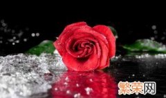 玫瑰花叶子卷缩是什么原因 玫瑰花新叶子卷缩是什么原因