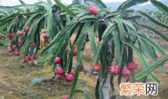 河北省可以种植火龙果吗 河北火龙果种植基地