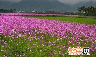 小野花的种植方法 种植的时候有什么要注意的