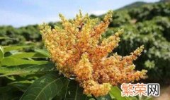 芒果催花方法 应使用什么药