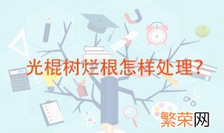 光棍树烂根怎样处理 烂根的主要原因是什么