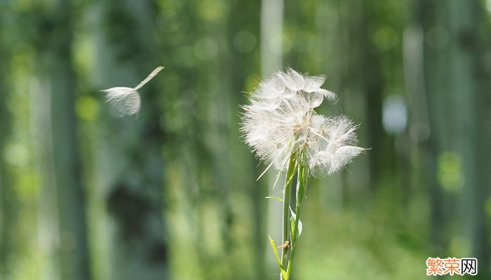 蒲公英怎么吃 蒲公英的吃法