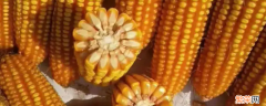 膨化玉米容重标准 玉米容重标准