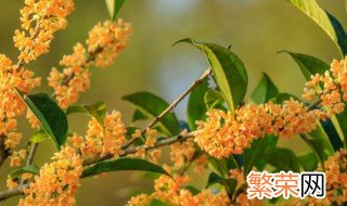 桂花栽到哪里好 盆栽桂花长的快吗