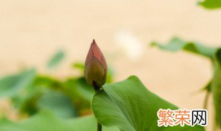 莲花养殖技术 莲花养殖有什么注意的