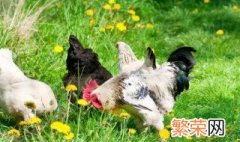 夏季蛋鸡养殖出现的问题及防治对策 春季蛋鸡养殖注意哪些事项