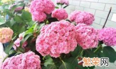 绣球花怎么种植养护 绣球花如何养