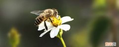 蜜蜂的特点和品质加象征的人 蜜蜂的特点和品质