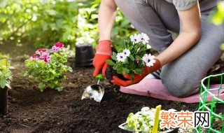 素馨花的种植方法 素馨花的养殖方法和注意事项