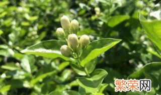 茉莉花扦插成活诀窍 做好这些步骤就可以