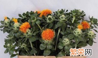 菠萝菊鲜花怎么养开花 菠萝菊鲜花如何养开花