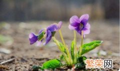 紫花地丁的盆栽养护方法 紫花地丁的盆栽养护方法介绍