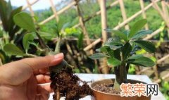 山茱萸的盆栽养护方法 山茱萸的盆栽养护方法介绍