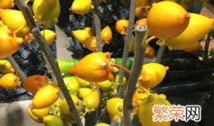 黄金果的盆栽养护方法 关于黄金果的盆栽养护方法